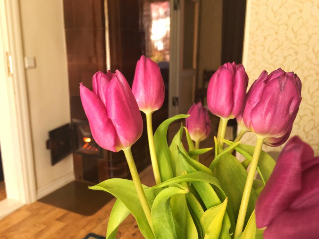 Prenzel Apartments Pärnu Dış mekan fotoğraf